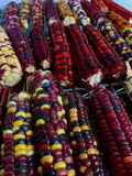 Organic Painted Mountain Corn Seeds - Heirloom Zea mays - Vibrant, Non-GMO Annual for Home Gardening