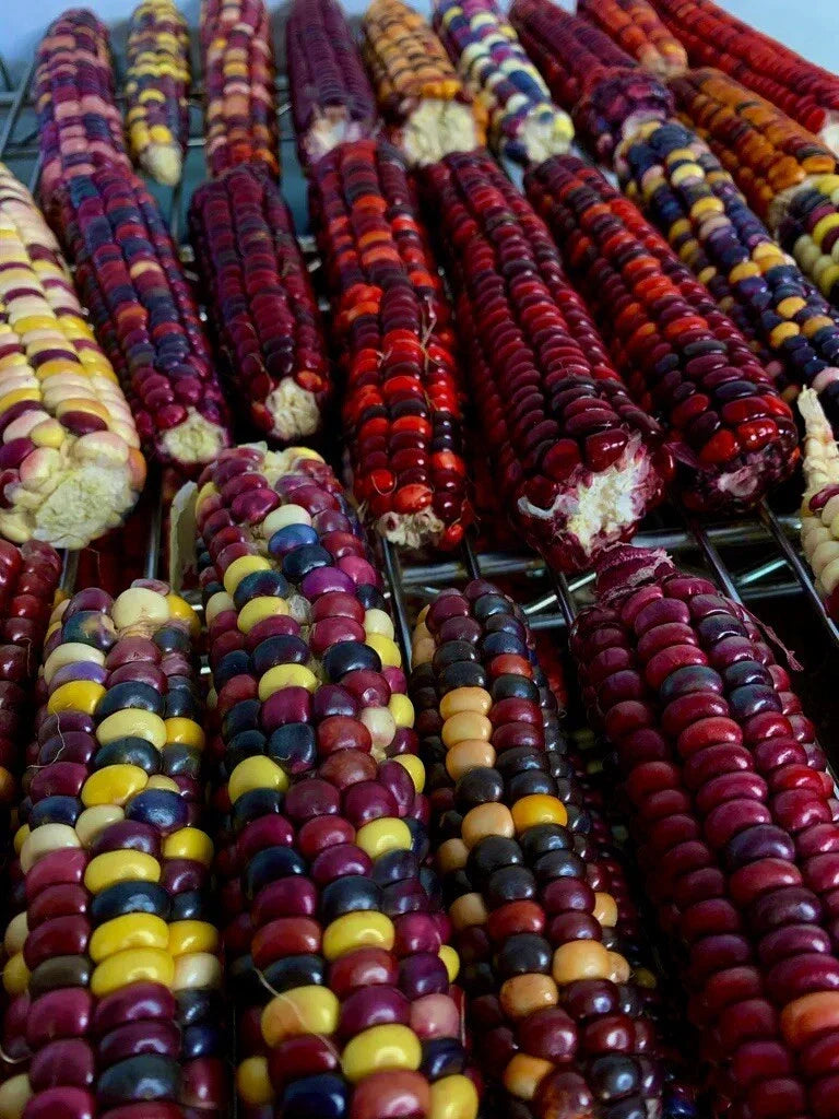 Organic Painted Mountain Corn Seeds - Heirloom Zea mays - Vibrant, Non-GMO Annual for Home Gardening