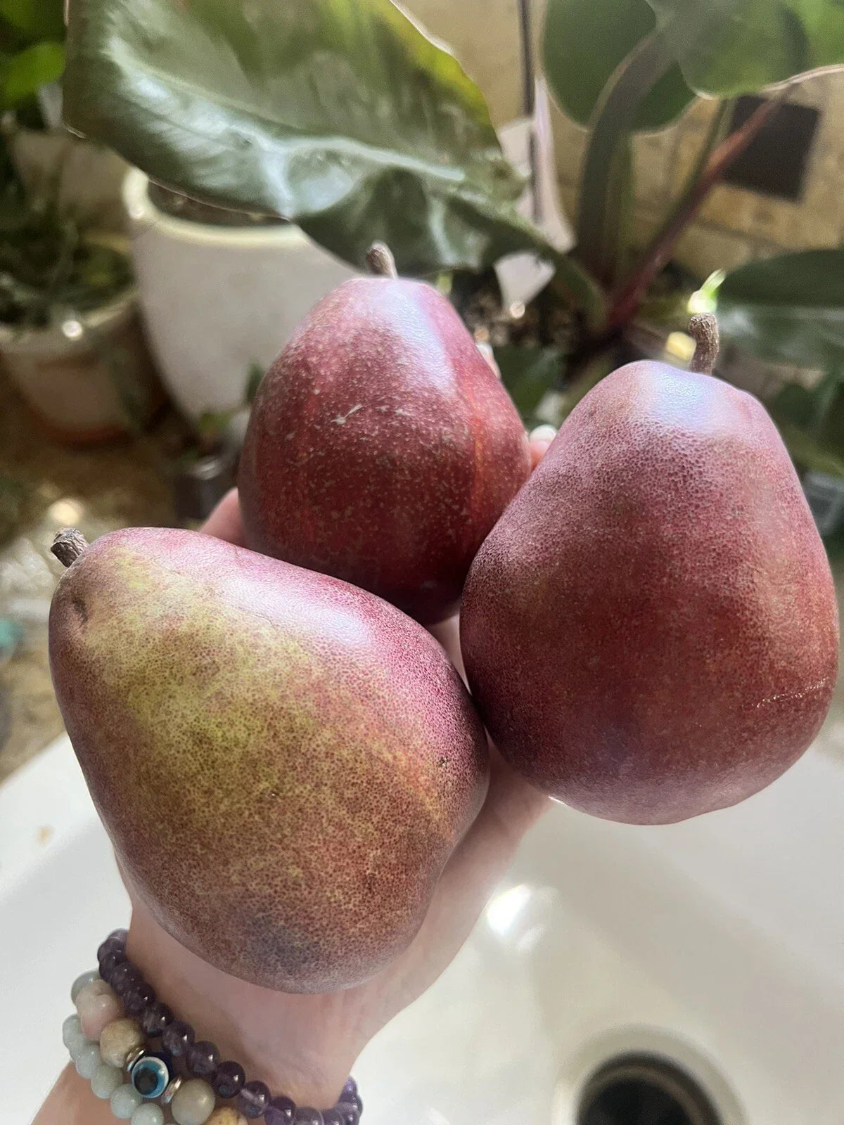 Red Anjou Pear Seeds - Non-GMO Pyrus communis for Edible Garden, Smoothies & Fruit Production - Pack of 5