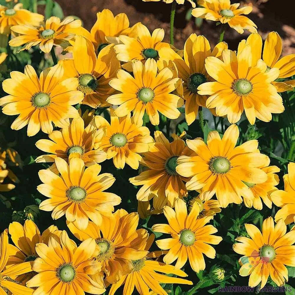Rudbeckia Seeds - 200+ Green Eyes Variety for Garden Planting - Black-Eyed Susan - Rudbeckia hirta