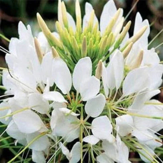 Cleome Seeds - White Queen - Hassleriana Spider Flower - Annual Garden Plant - 100 Seeds