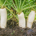 Earthquake Radish Seeds – Soil-Breaking Raphanus sativus, Fast-Growing, Bright Red, 100+ Seeds for Gardening