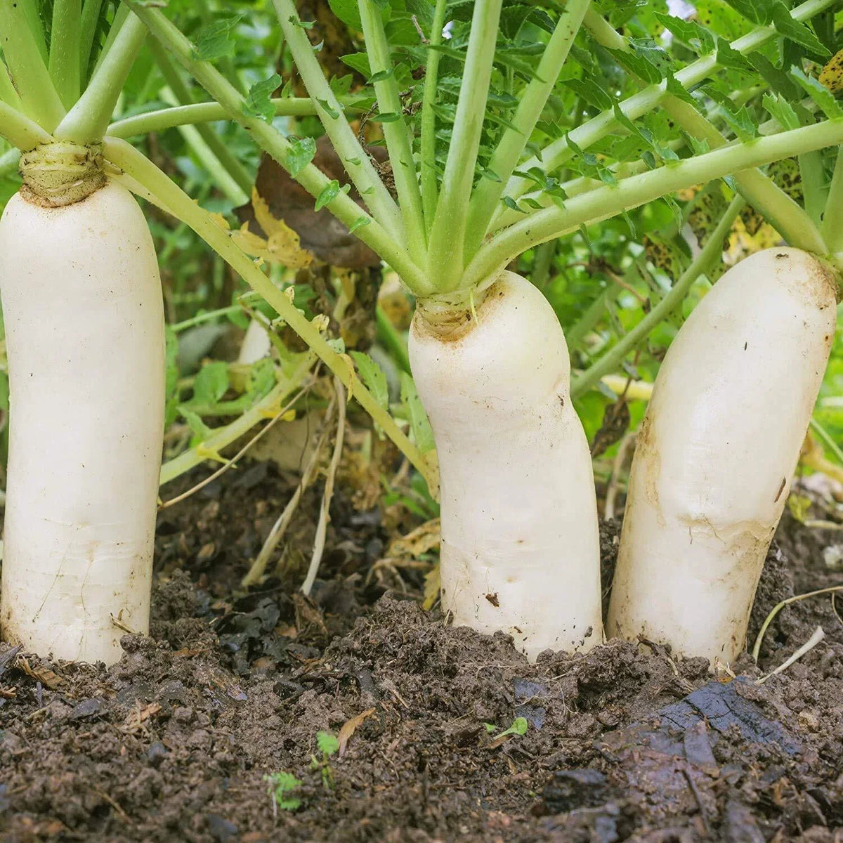 Earthquake Radish Seeds – Soil-Breaking Raphanus sativus, Fast-Growing, Bright Red, 100+ Seeds for Gardening
