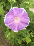 Peach Pie Japanese Morning Glory Seeds - Ipomoea nil Climbing Vine, Vibrant Peach Flowers, 10 Pack for Garden, Fence & Trellis