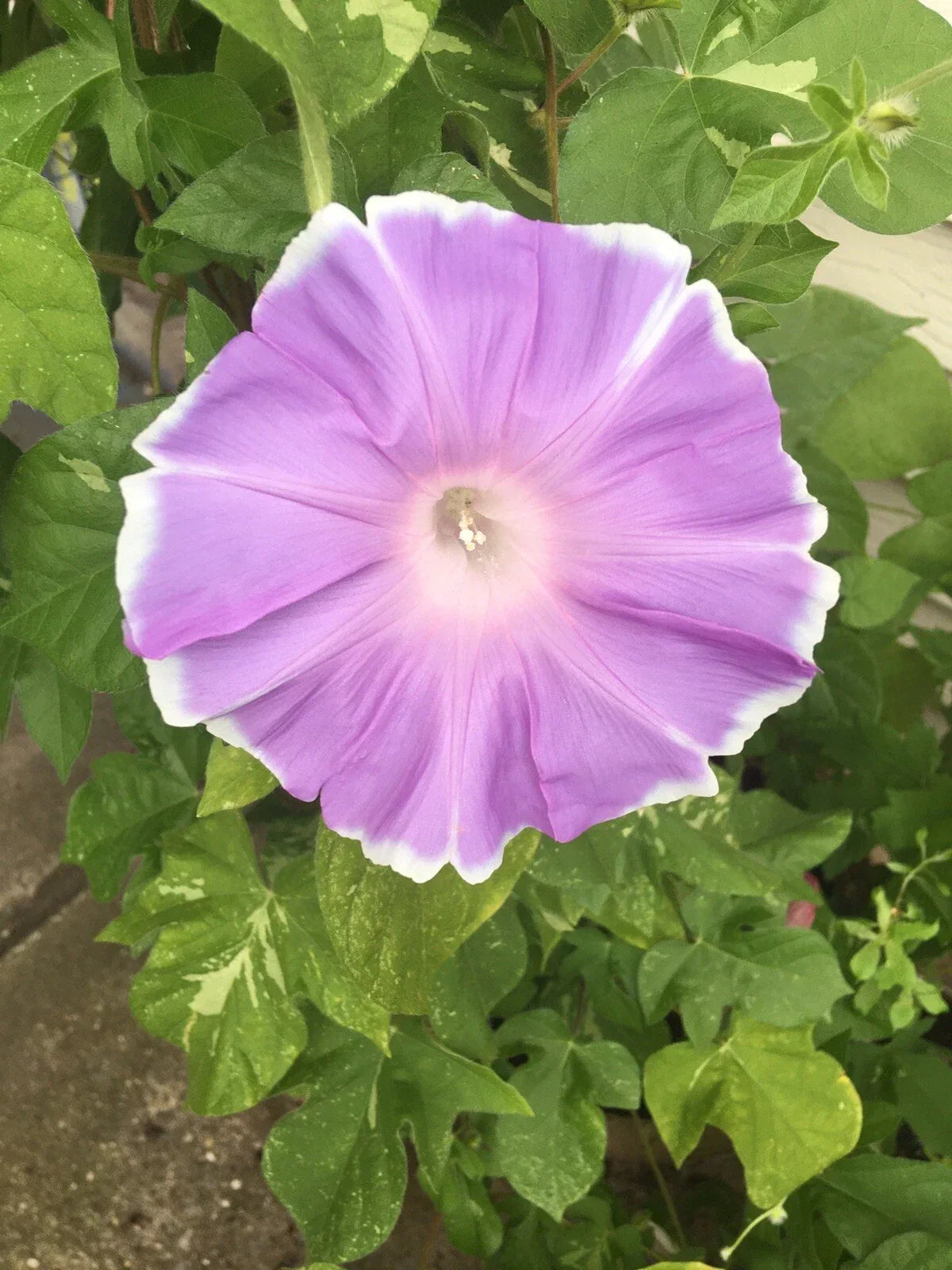 Peach Pie Japanese Morning Glory Seeds - Ipomoea nil Climbing Vine, Vibrant Peach Flowers, 10 Pack for Garden, Fence & Trellis