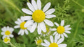 Roman Chamomile Seeds - Non-GMO Ground Cover for Teas & Remedies - Chamaemelum nobile