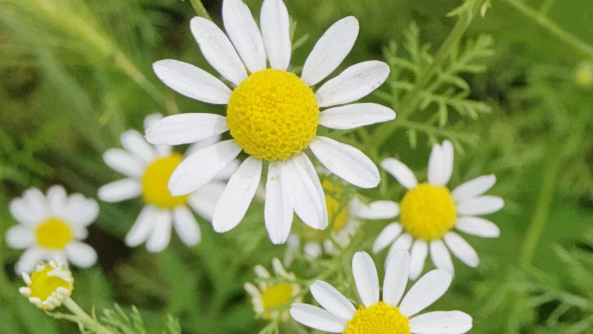 Roman Chamomile Seeds - Non-GMO Ground Cover for Teas & Remedies - Chamaemelum nobile