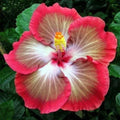 Hibiscus Seeds – 20 Perennial Flower Seeds in White, Pink, Red – Hibiscus rosa-sinensis – Garden, Landscape, Butterfly Attracting