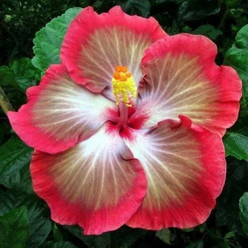 Hibiscus Seeds – 20 Perennial Flower Seeds in White, Pink, Red – Hibiscus rosa-sinensis – Garden, Landscape, Butterfly Attracting