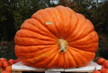 Big Max Pumpkin Seeds - 50+ Count, Giant Prize-Winning Cucurbita maxima, Non-GMO Heirloom, Large Fruit, Fall Decoration & Gardening