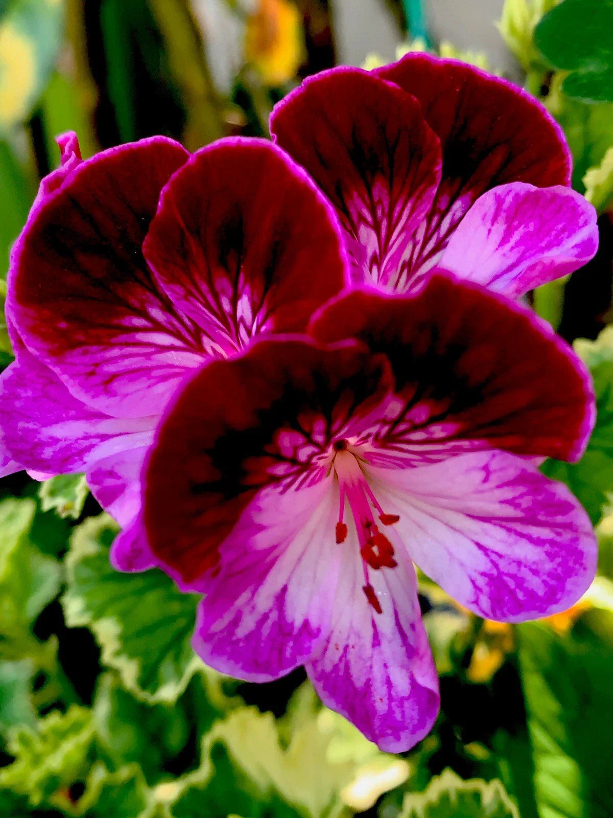 Rare Geranium Cuttings - Pelargonium spp. - 3 Fresh No Roots Perennial Propagation Plant