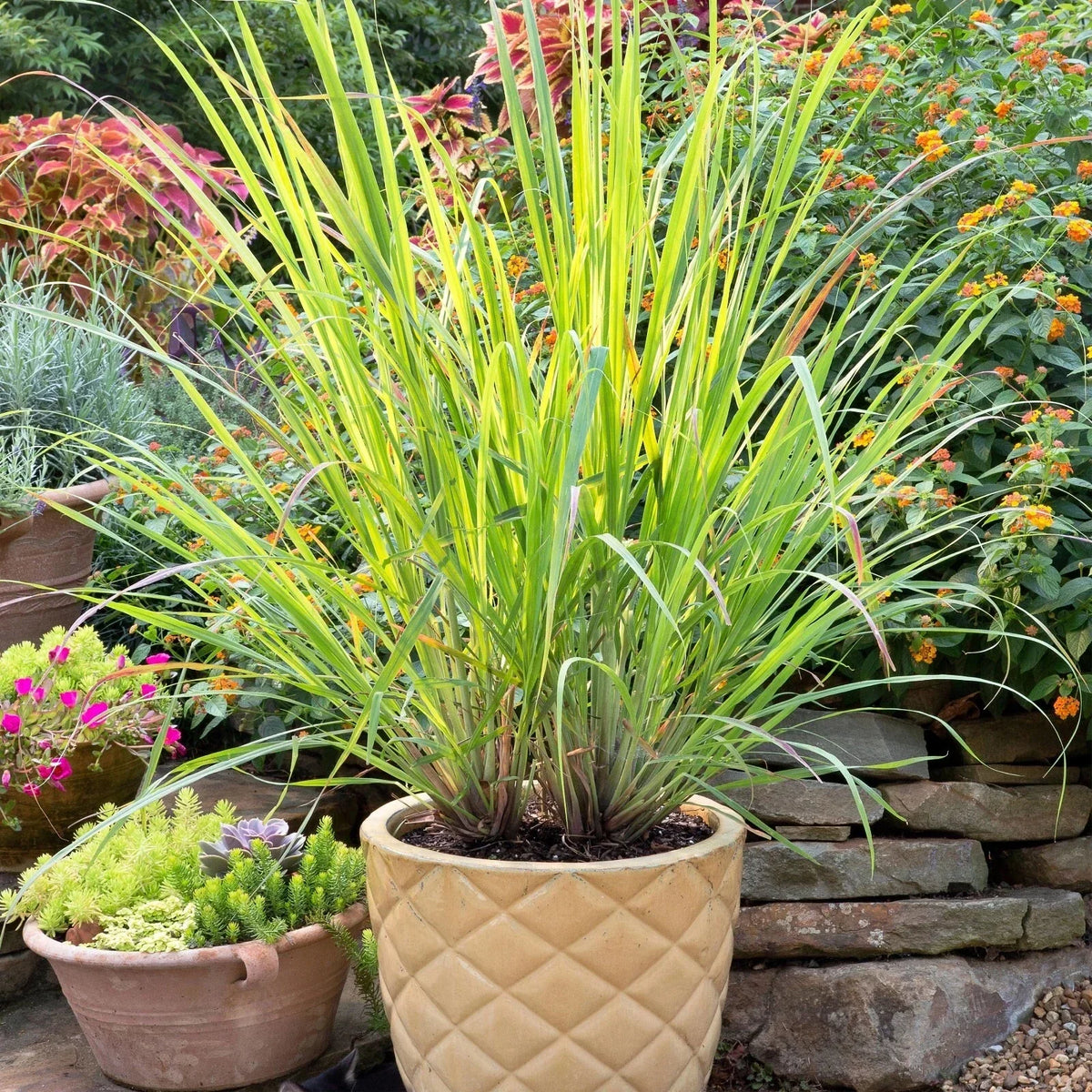 Set of 2 Lemongrass Rooted Plants – Edible Live Herb Cymbopogon citratus – Easy to Grow, Indoor or Outdoor