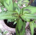 Vietnamese Coriander Plants - 5 Live Rau Ram Herb Plants Rooted in Soil