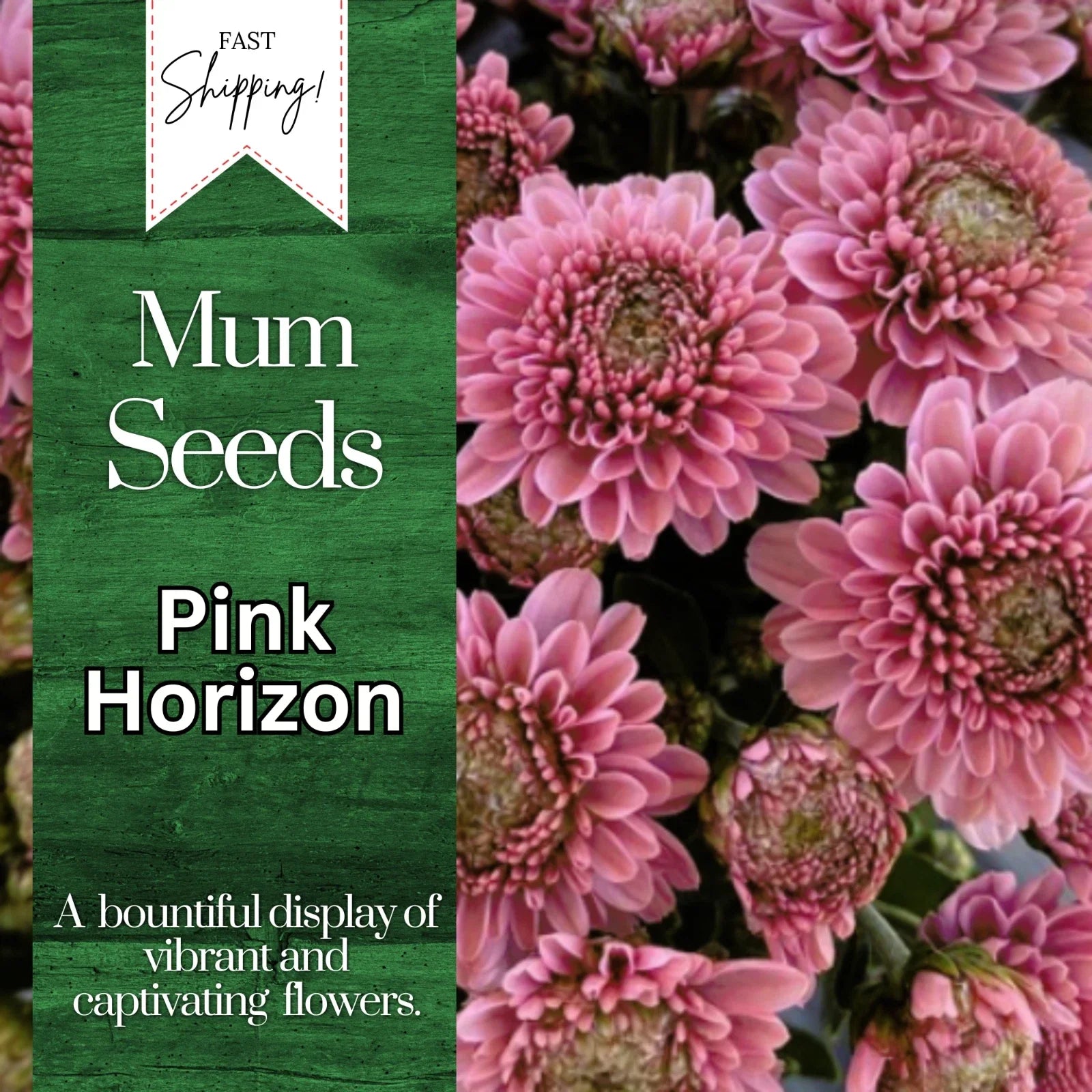 Pink Horizon Mum Seeds – Chrysanthemum morifolium, Annual Flower Seeds, 200+ Seeds for Vibrant Pink Blooms