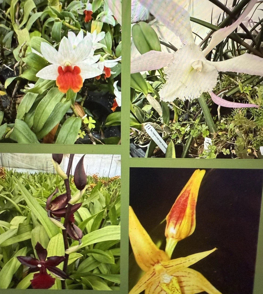 Orchid Plant Seedling Bare Root 3-Pack | New Varieties | Epiphytic & Terrestrial | Orchidaceae