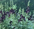 Black Hollyhock Flower Seeds - 15+ Pack, Dark Purple Bloom, Alcea rosea, Perennial Garden Seeds