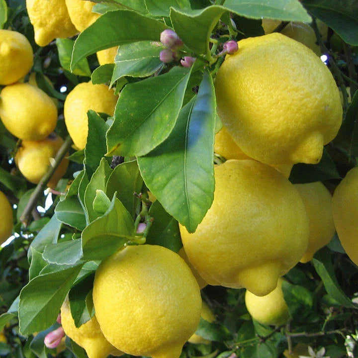 Organic Meyer Lemon Seeds - Non-GMO Citrus limon Fruit Tree Seeds for Indoor & Outdoor Gardening
