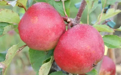 Stayman Apple Seeds - 25+ for Planting, Malus domestica, USA Origin, Fruitful Backyard Tree, Non-GMO, Easy to Grow
