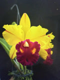 Orchid Plant Blc Tainan Gold Hawaii 2" Pot - Brassolaeliocattleya Tropical Bloom