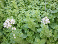 Sweet Marjoram Herb Seeds Pack of 1000+ | Origanum majorana Culinary Herb for Garden & Indoor Growing