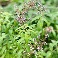 Organic Lemon Verbena Live Starter Plant, Aloysia citrodora, Aromatic Herb for Tea & Culinary Gardens