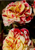 George Burns Floribunda Rose Starter Plant | Multi-Color Striped Garden Rose Bush | Live Bare Root Rose