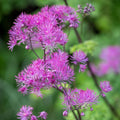 Thalictrum ‘Black Stockings’ Meadow Rue – Tall Purple-Flowered Shade Perennial Live Starter Plant