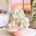 Graptoveria paraguayense bernalense Variegata | Rare Variegated Succulent Bare Root Indoor Plant