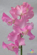 Sweet Pea Seeds - 50+ Pack - Heirloom Lathyrus odoratus Garden Flower for Climbing, Fragrant Blooms, Full Sun, USA