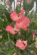 Rowallane Sweet Pea Seeds - 50+ Pack, Fragrant Lathyrus odoratus, Climbing Vine for Garden, Fences & Borders, USA