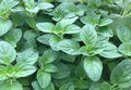 Italian Oregano Seeds 500+ Heirloom Origanum vulgare for Culinary Use, Herb Garden, Pizzas & Mediterranean Cooking