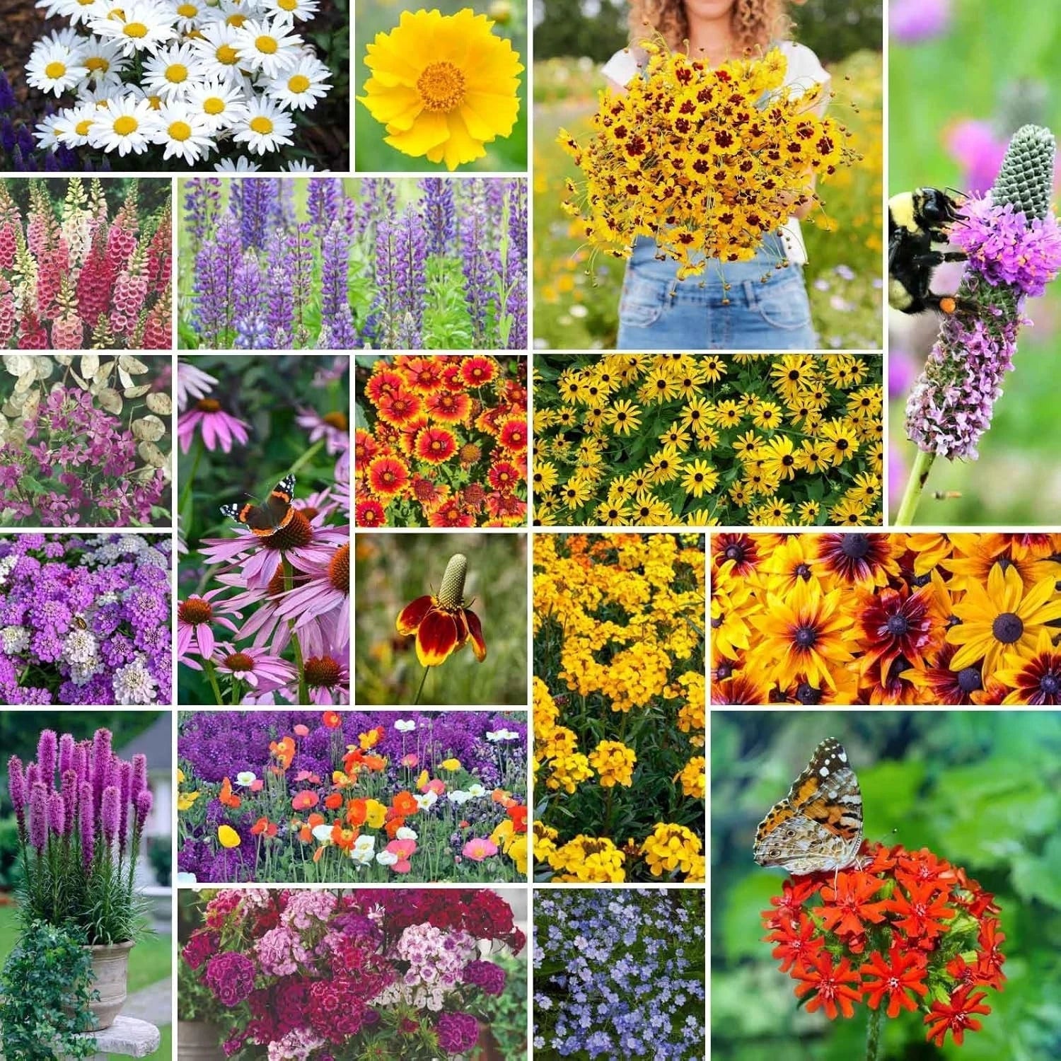 Perennial Wildflower Seeds Mix 5 lb Non-GMO Native Blooming Wildflowers for Garden, Meadow, Pollinator Attracting