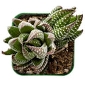 Live Fresh Haworthia coarctata Succulent Plant in 2'' Pot, Indoor Green Houseplant, Low Maintenance Rosette Succulent