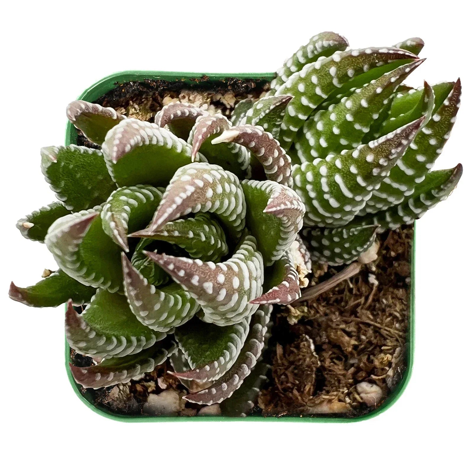 Live Fresh Haworthia coarctata Succulent Plant in 2'' Pot, Indoor Green Houseplant, Low Maintenance Rosette Succulent