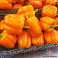 Orange King Sweet Pepper Seeds – Heirloom, Non-GMO Capsicum annuum for Garden, Container & Backyard Planting