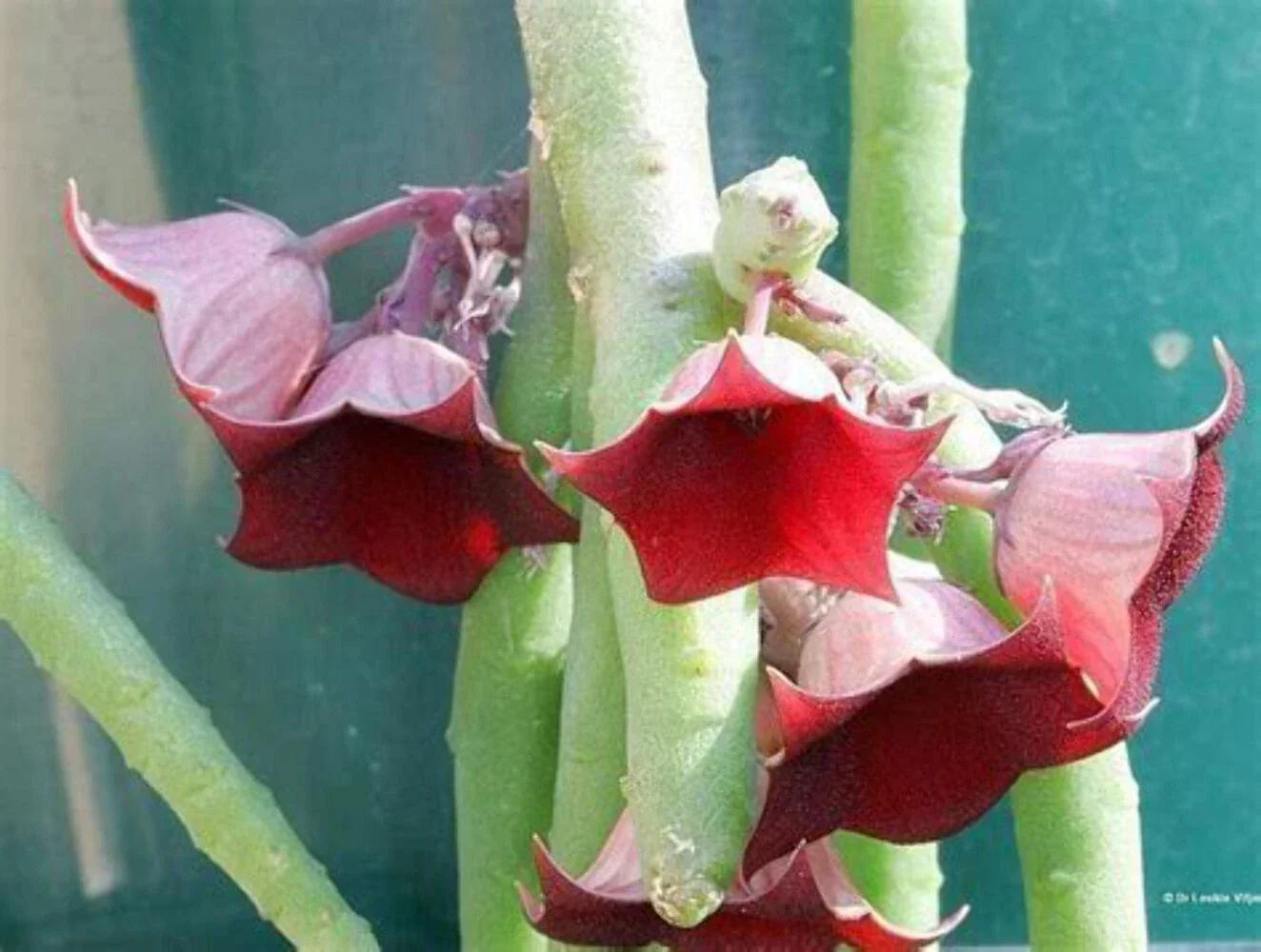 Huernia Pendula Succulent Plant - 3.5" Pot, Bootlace Huernia, Fully Rooted, Blooming Size, Low-Growing Trailing Succulent