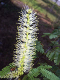 Mimosa Tenuiflora Seeds Pods – 10 Seeds for Drought-Resistant, Fast-Germinating Shrub, Fabaceae, Tropical Garden Plant
