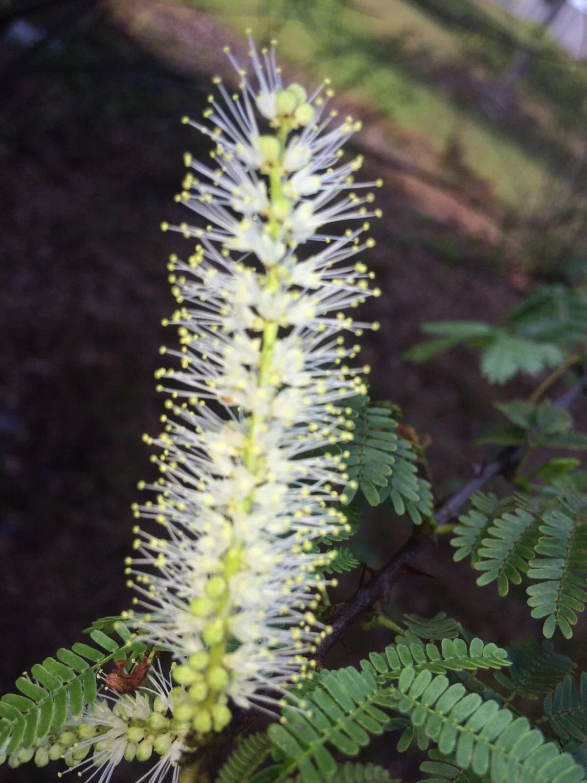 Mimosa Tenuiflora Seeds Pods – 10 Seeds for Drought-Resistant, Fast-Germinating Shrub, Fabaceae, Tropical Garden Plant