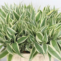 Variegated Dracaena Terrarium Plant - Sanderiana Indoor House Plant