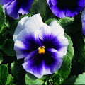 Pansy Seeds 50 Pack Viola tricolor Beaconsfield Flower Seeds for Garden Beds & Containers, Multicolored Blooms