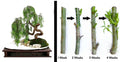 Dragon Bonsai Cutting Starts - Weeping Willow Tree, Dwarf, Thick Trunk, Salix babylonica, Indoor Gardening