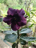 Desert Rose Seeds 12 Pack Adenium Obesum Purple Flower Seeds for Indoor & Outdoor Gardening
