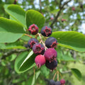 Hybrid Lamarkii Serviceberry Live Plant - Edible Berry Tree with Blueberry Flavor - Amelanchier x grandiflora