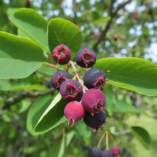 Hybrid Lamarkii Serviceberry Live Plant - Edible Berry Tree with Blueberry Flavor - Amelanchier x grandiflora
