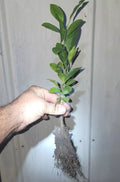 Organic Satsuma Orange Tree Seedlings - Bare Root, Citrus reticulata, Seedless, Easy Peel, Juicy Fruit
