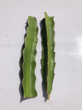 Dragon Fruit Cutting 6-8 Inches Hylocereus undatus Fresh Plant for Home Garden or Indoor Growing