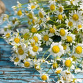 Roman Chamomile Seeds - 500 Non-GMO Heirloom Perennial for Herbal Tea & Fragrant Gardens (Chamaemelum nobile)