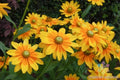 Irish Eyes Rudbeckia Seeds - 200+ Premium Non-GMO Seeds for Garden Planting - Rudbeckia hirta, Bright Yellow Flowers