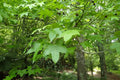 American Sweetgum Seeds - 30 Pack Liquidambar styraciflua Tree for Landscaping & Shade