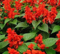 Scarlet Sage Flower Seeds - Salvia Coccinea, 200+ Seeds for Ornamental Garden, Attracts Pollinators, Drought Tolerant